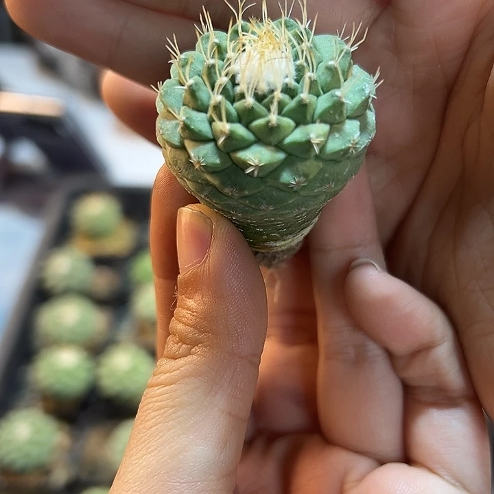 实生菊水3.2公分1颗