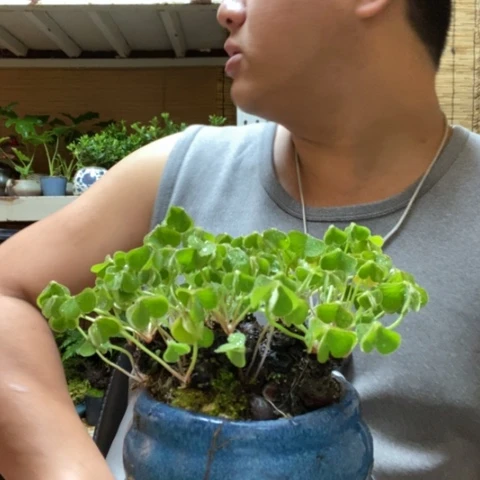 红陶一物一拍所见即所得172