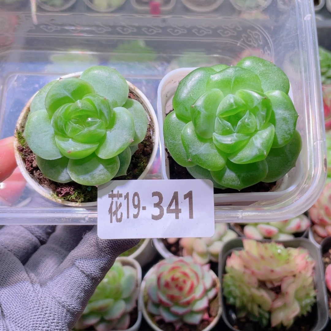 花利美19-341晴玉＋北极星