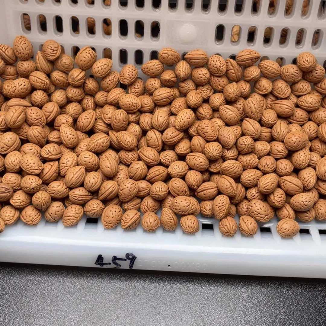 【闪购商品】迎*散子发货50