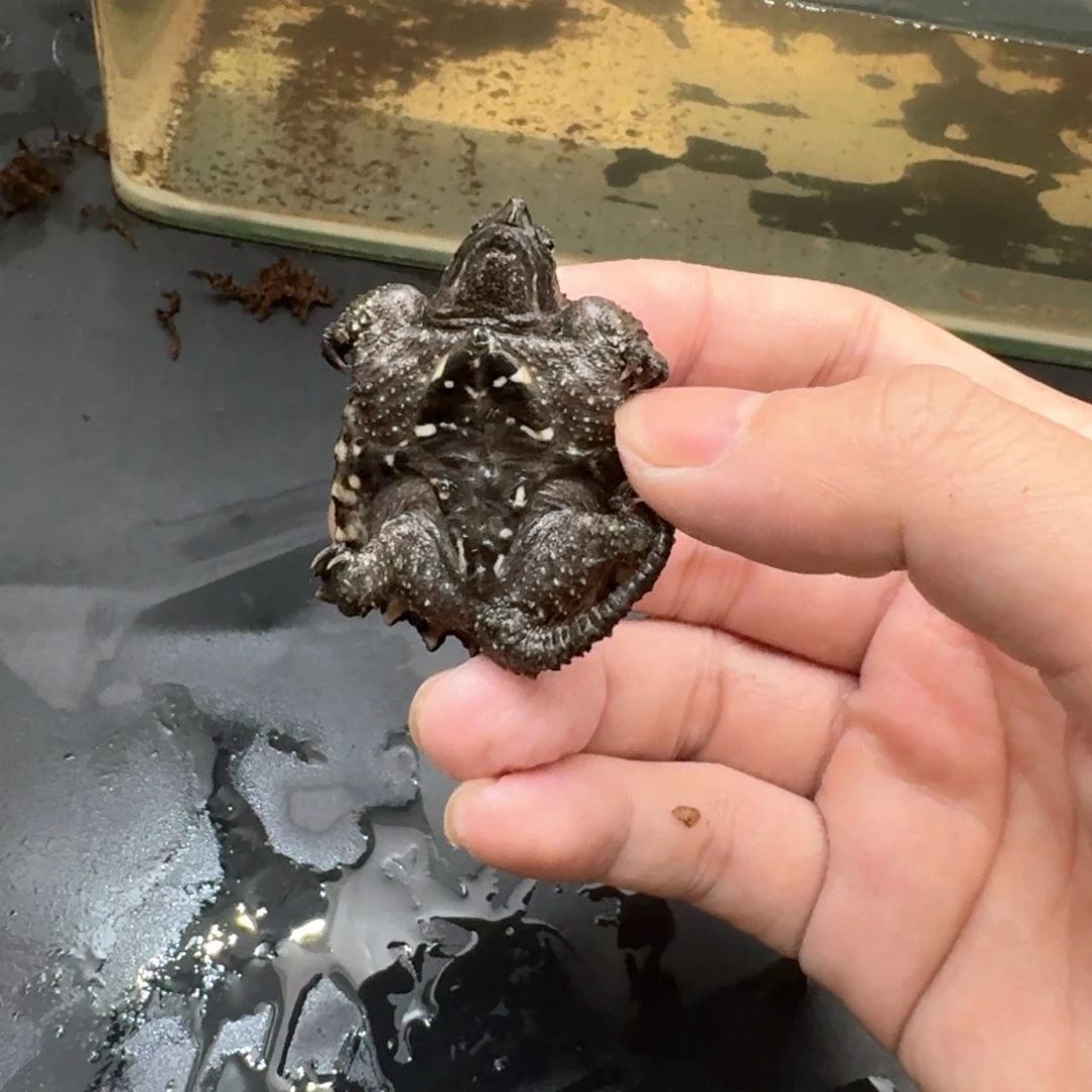 小鳄龟不分公母444