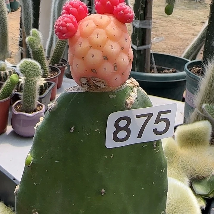 用****5嫁接习锦仙人球875