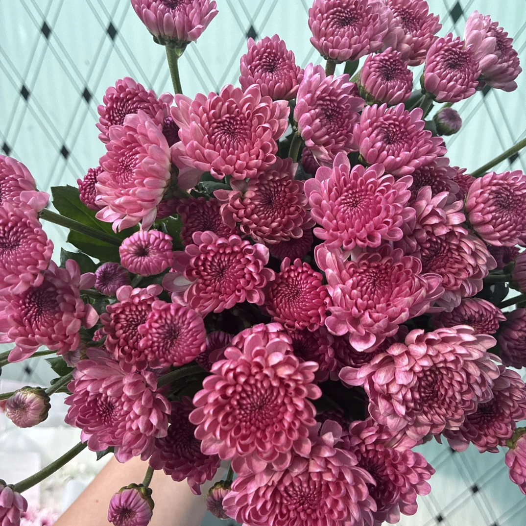 云南宛安鲜花【福利小菊】鲜切花直播专用链接