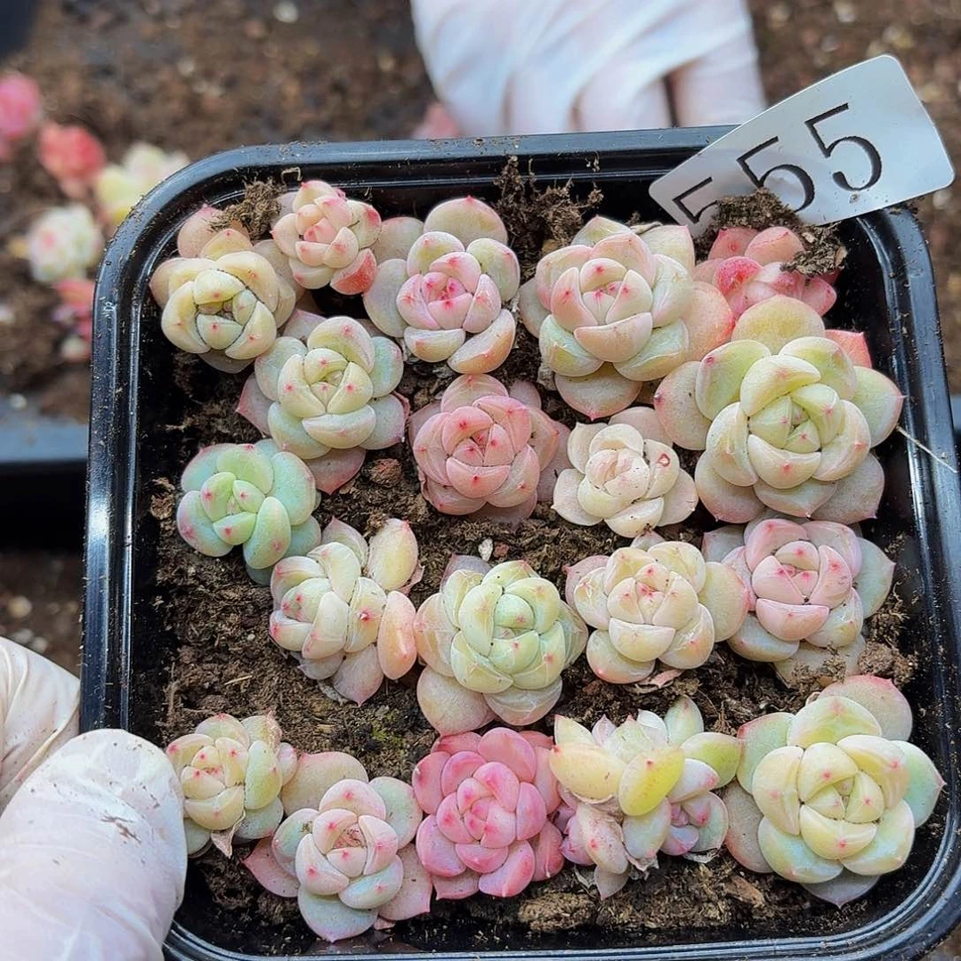 多肉植物多肉植物555