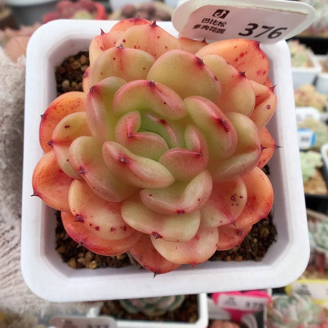 376梦香奈儿多肉植物