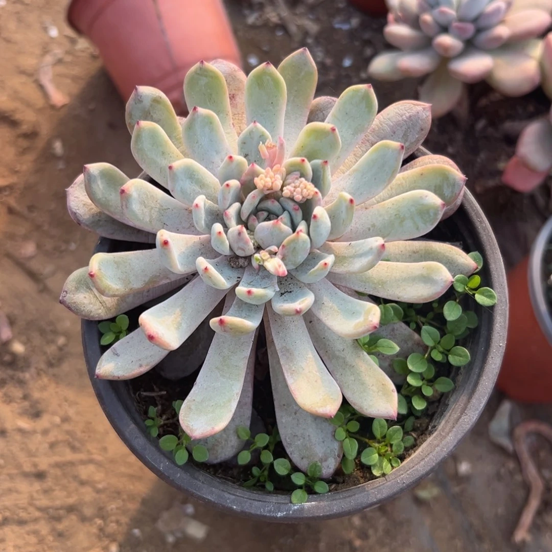 多肉植物多肉植物