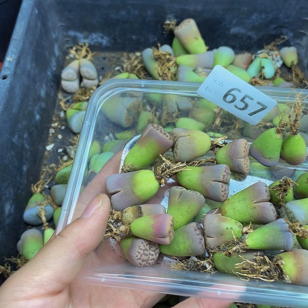 巨***笑657000000花花花花去啊花