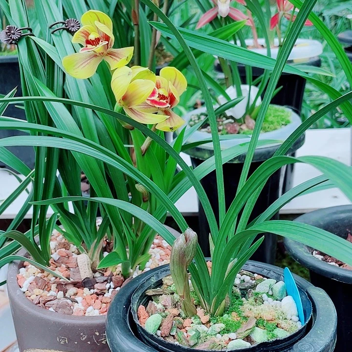 静***2完全开放一物一漂亮开花