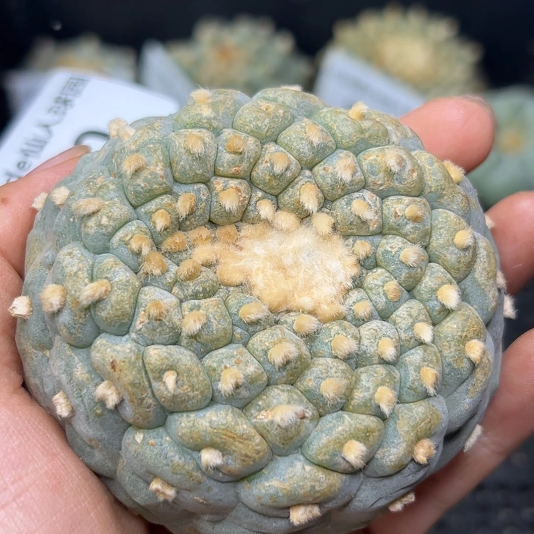 850 有根 仙人球的世界