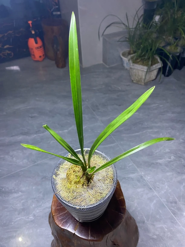 春兰，绿兰，宋春，兔耳兰……［直播间一物一拍］