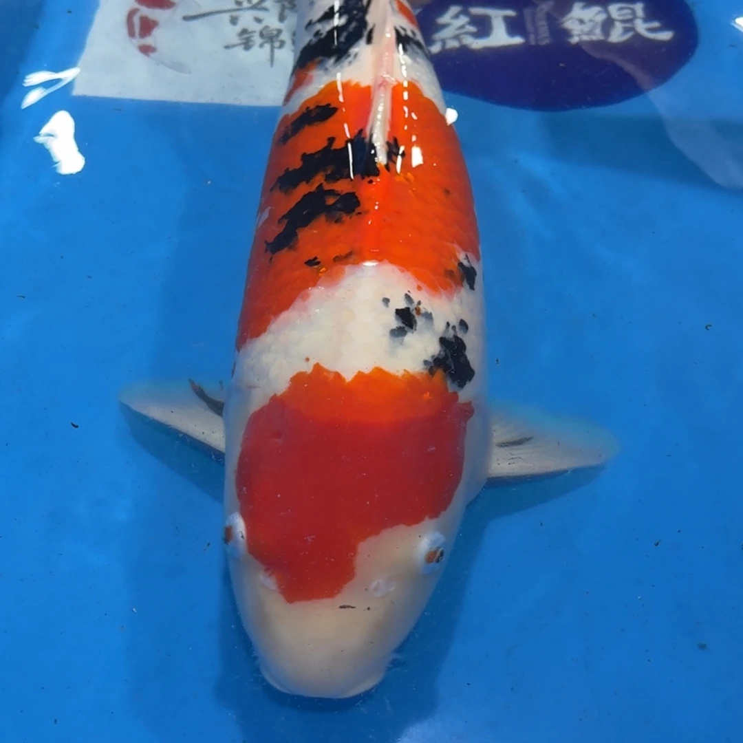 锦鲤佛山兴隆锦鲤