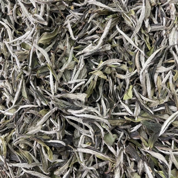 2019年毫香可可香特级白牡丹正宗福鼎普照山白茶