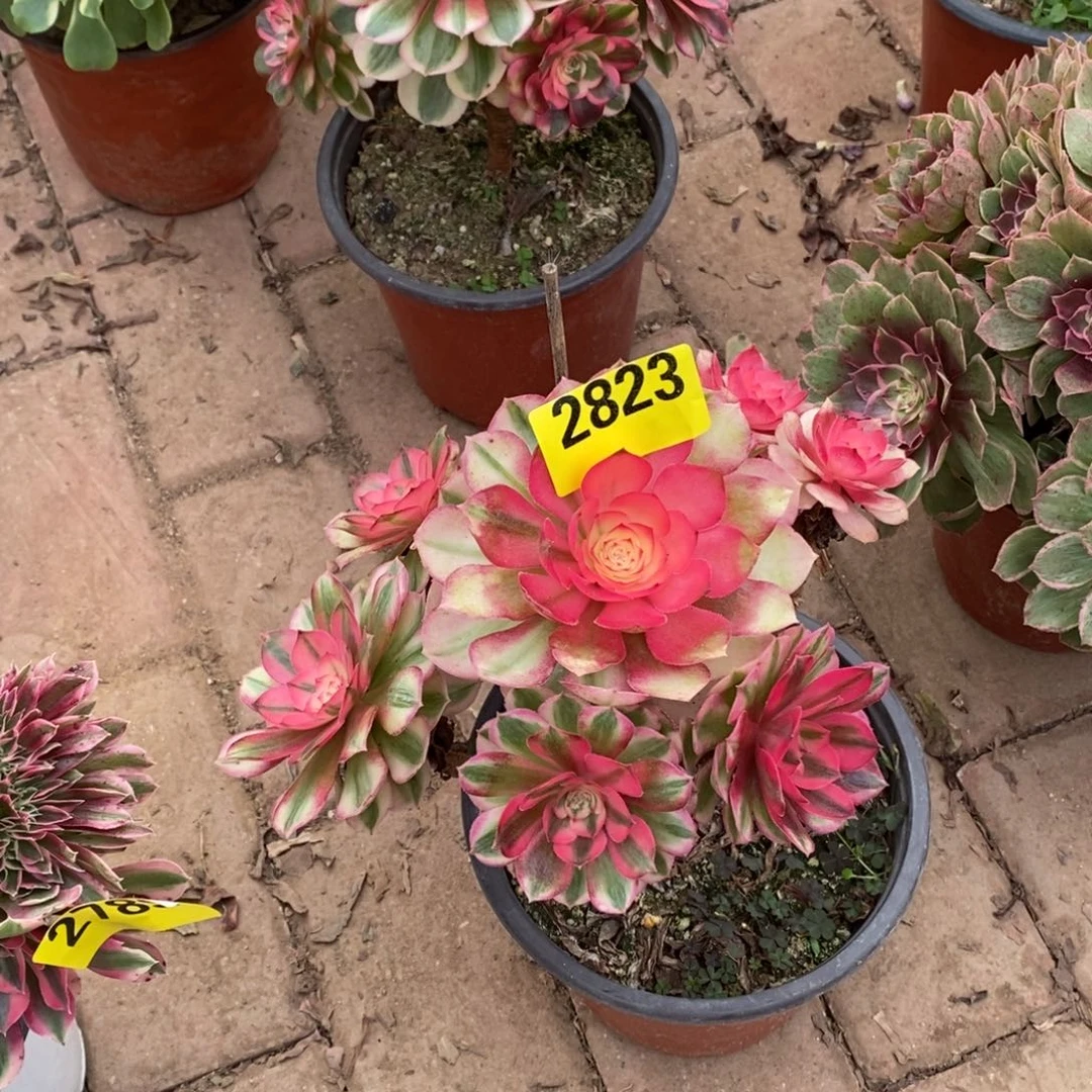 倾城多肉植物2823