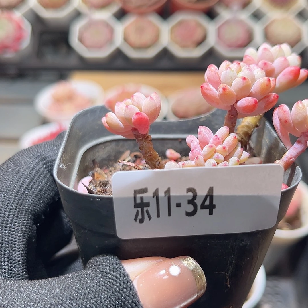 乐11-34 绿豆群不包整