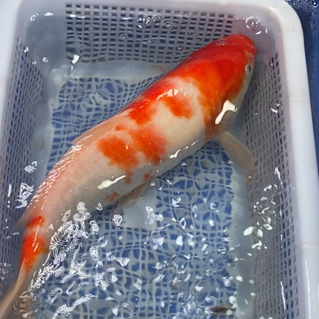 锦鲤冷水锦鲤包邮