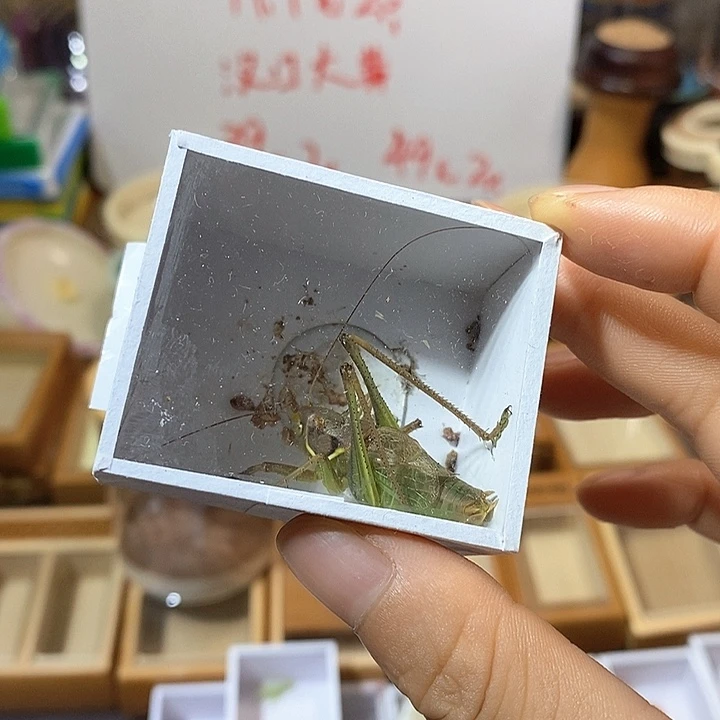 静***ᝰ斗金山蝈蝈一只