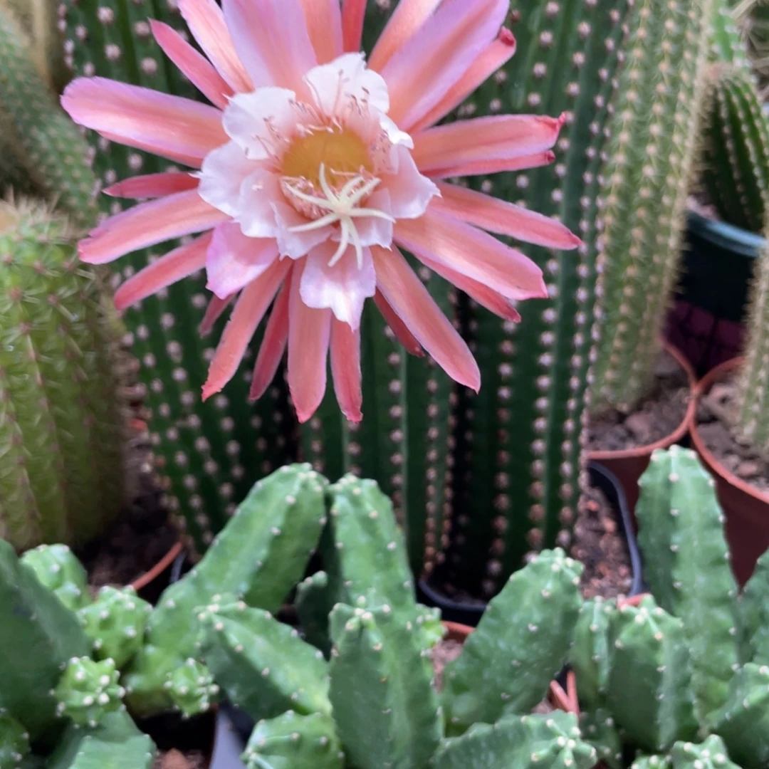 群生多头桃太郎一杯