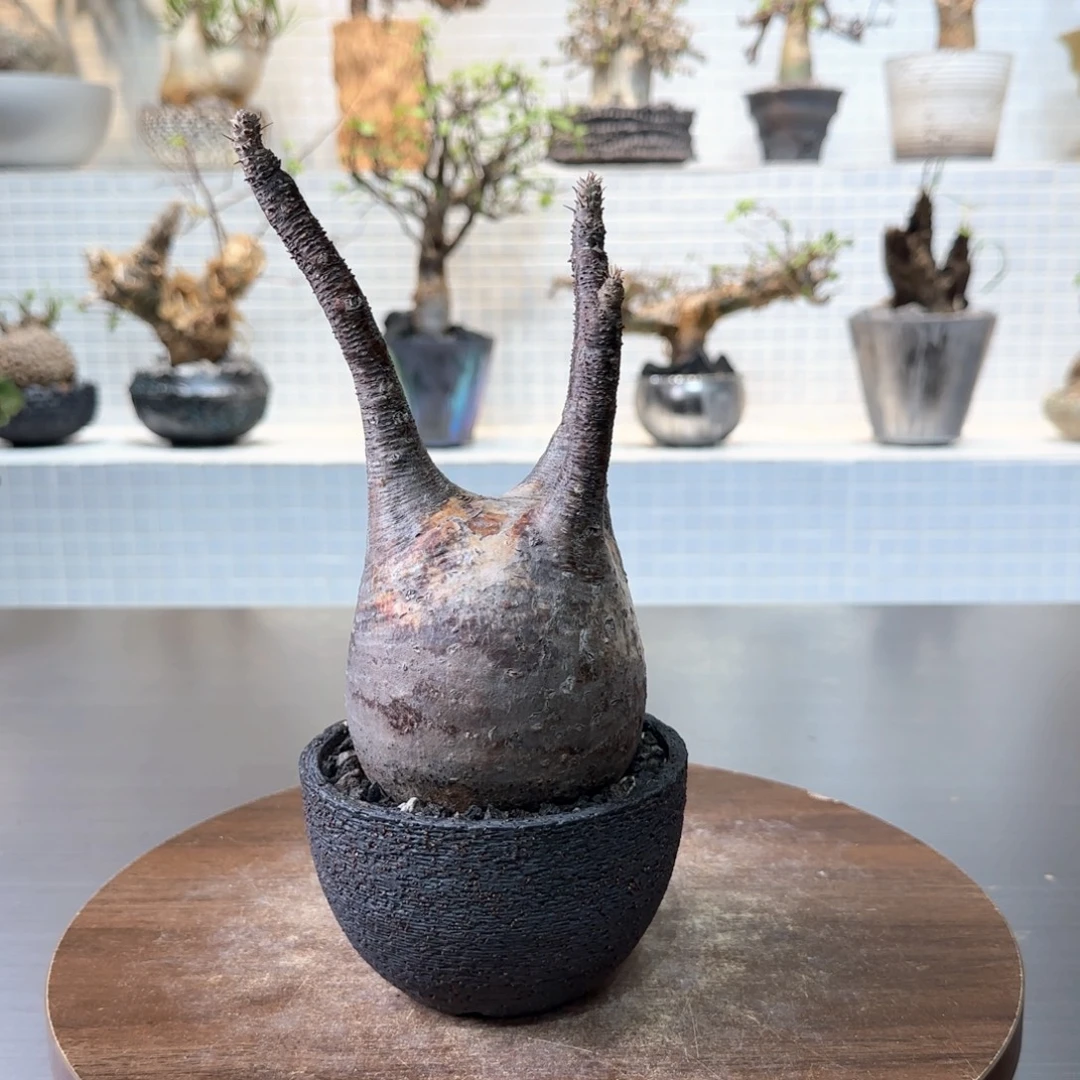 有根象牙宫一物一拍