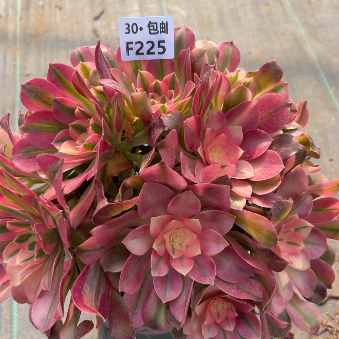 225香妃多肉法师