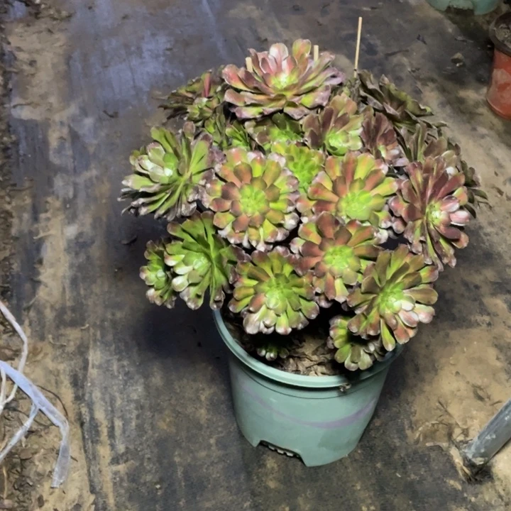 12红铜中斑多肉植物多肉多肉