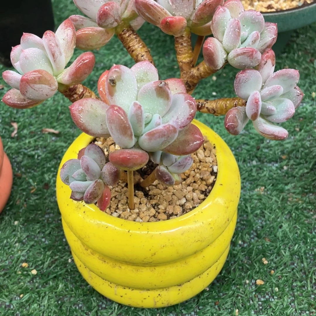 空***事灰菇凉一物一拍28包邮非偏远