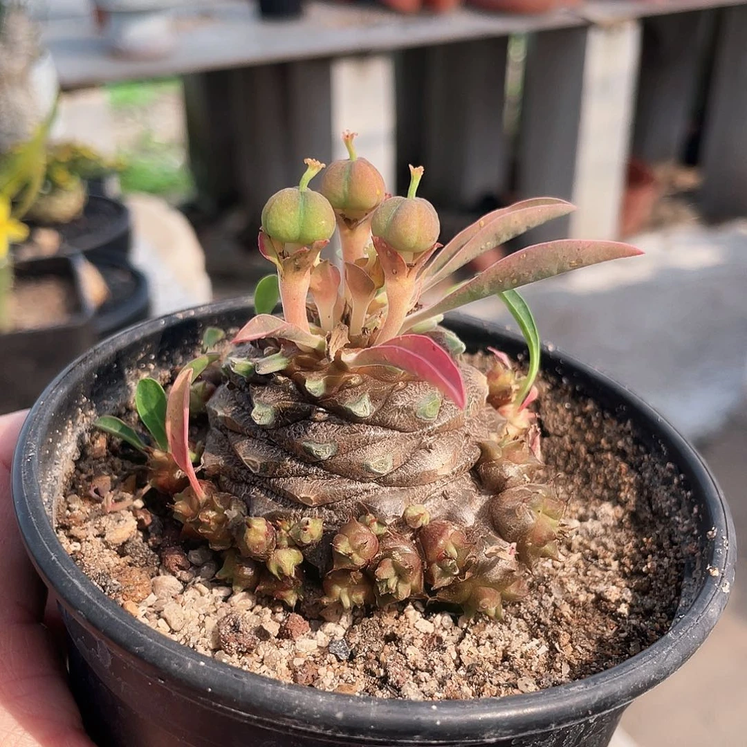 优选6666666666666666666