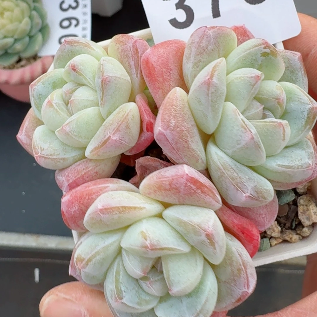 冰玉模特      愿你一路坦途，乘风破浪展宏图