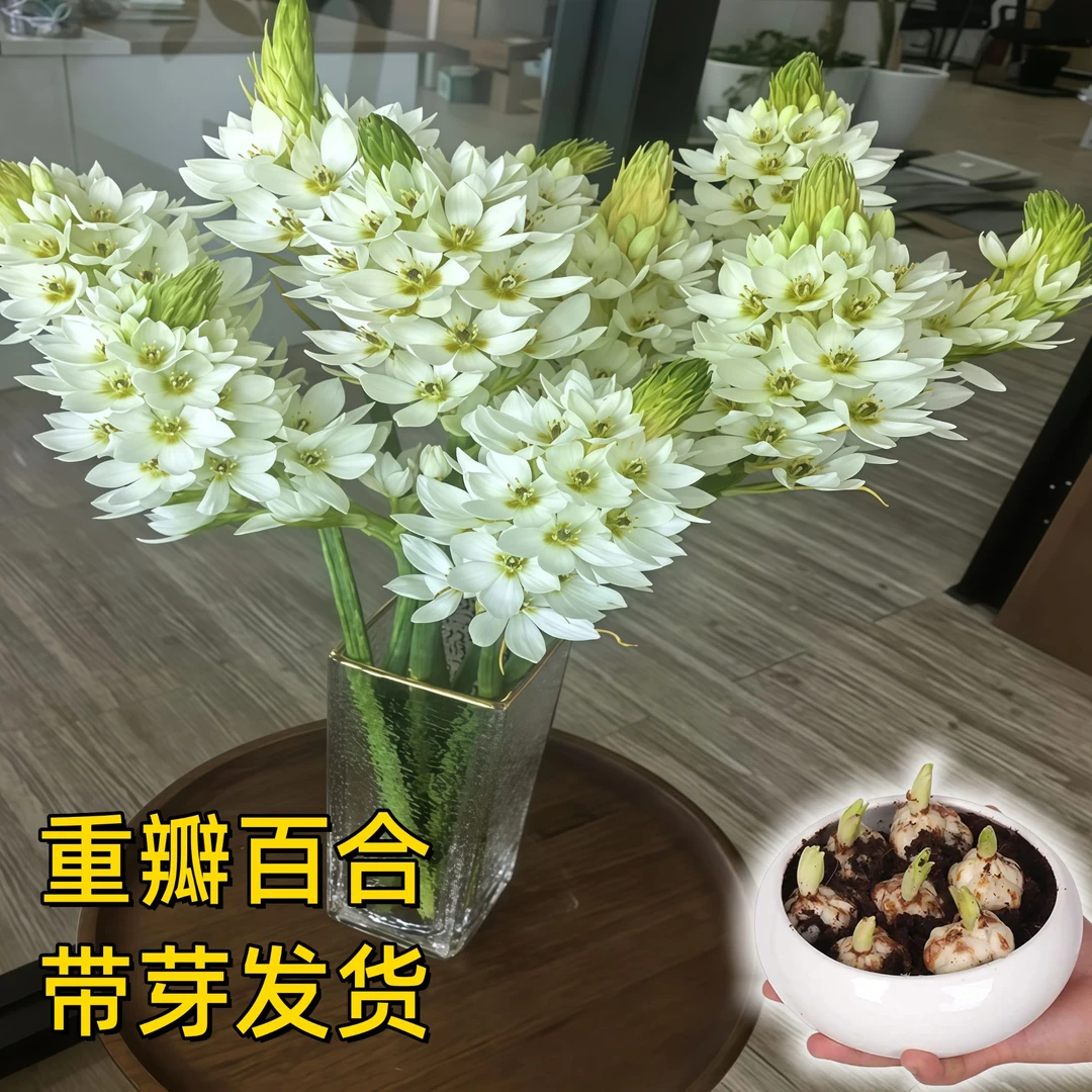 浓香型香水百合种球阳台四季开花重瓣大花多年生春夏秋冬种植发芽