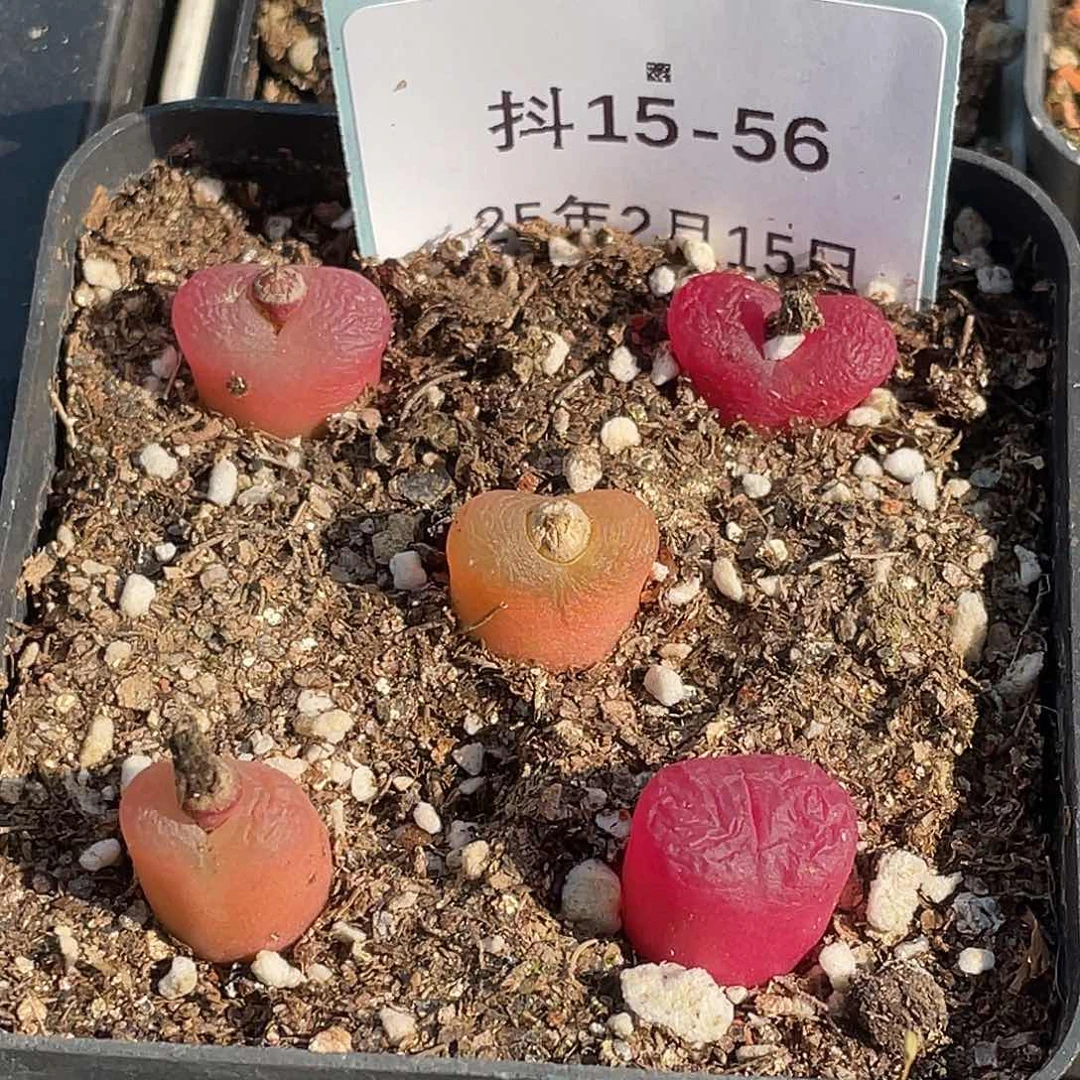 15-56毛毛多肉植物