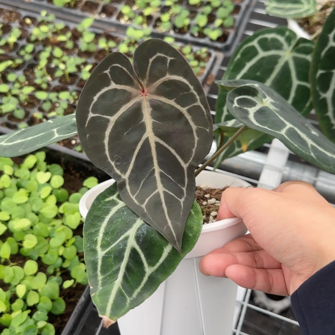 完全开放红水晶杂撕裂纹