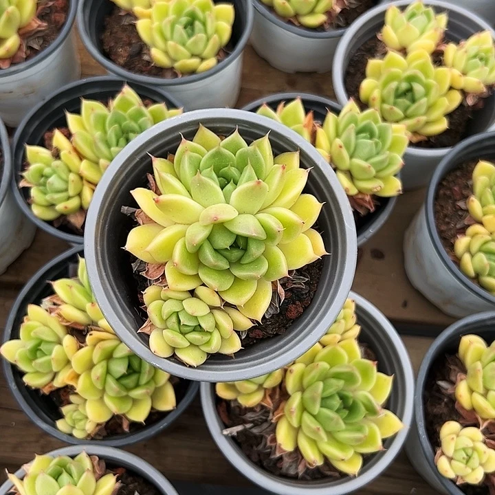 多头。   春春珍妮