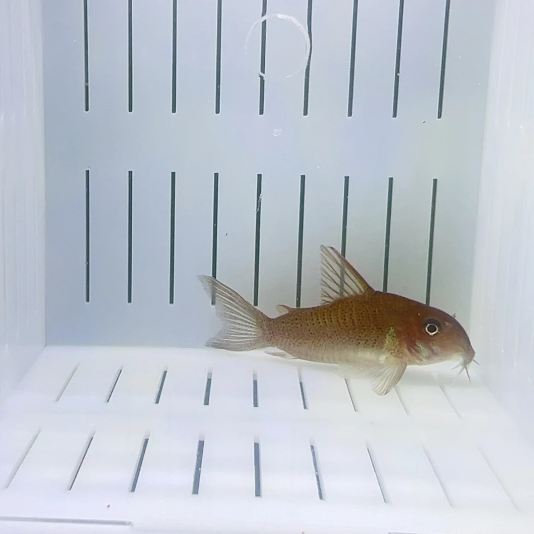 鼠鱼苏里南黄花鼠