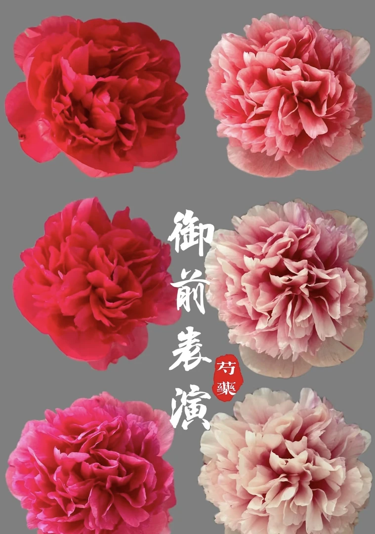 【御前表演】芍药苗 菏泽基地直发