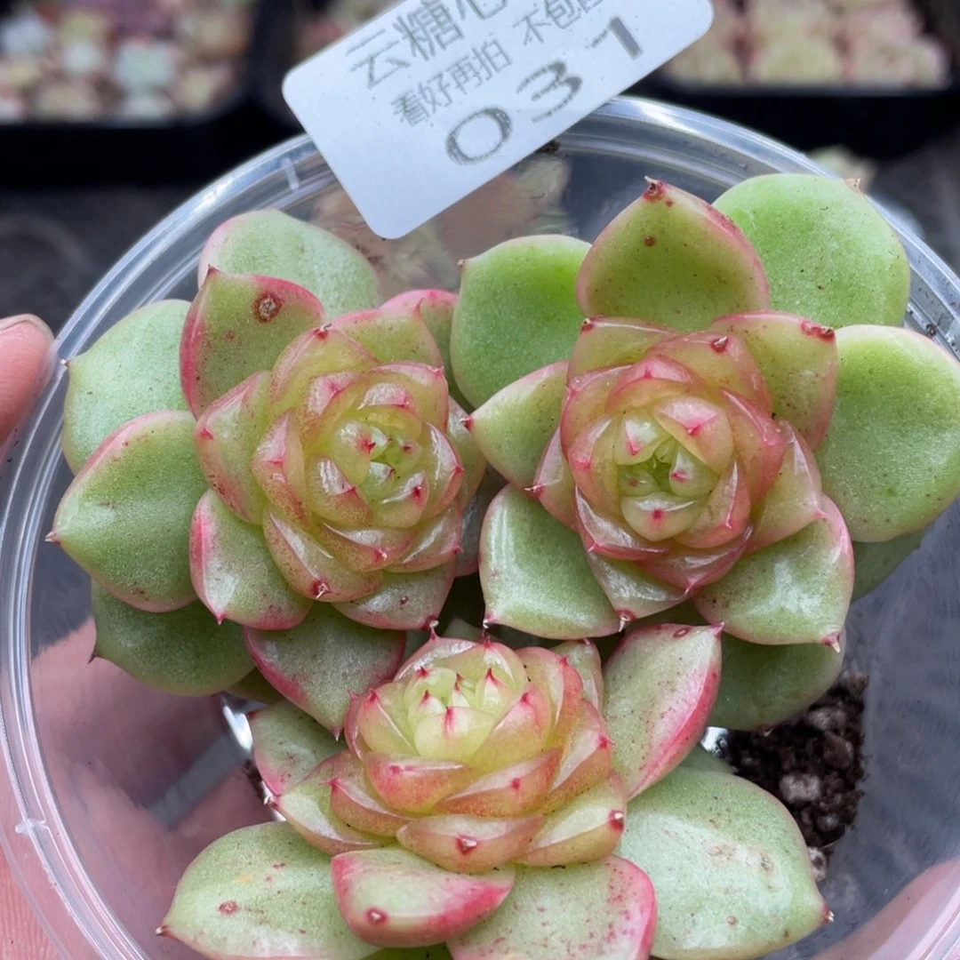 云糖心多肉植物31