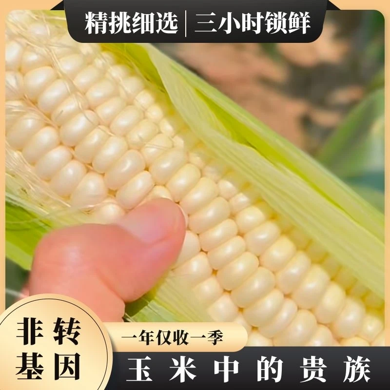 东北鲜食玉米【白糯】产地黑龙江北纬47°【10根包邮】