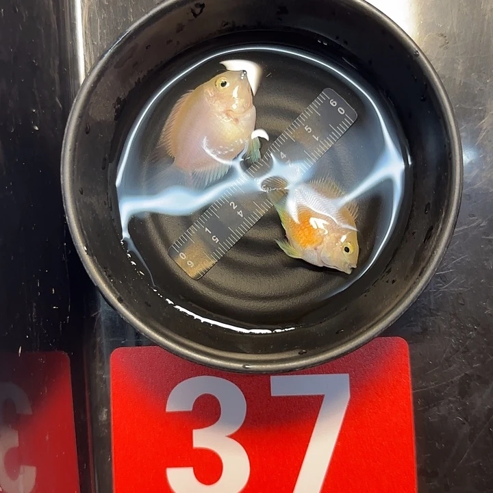 鹦鹉鱼99号颜值粉
