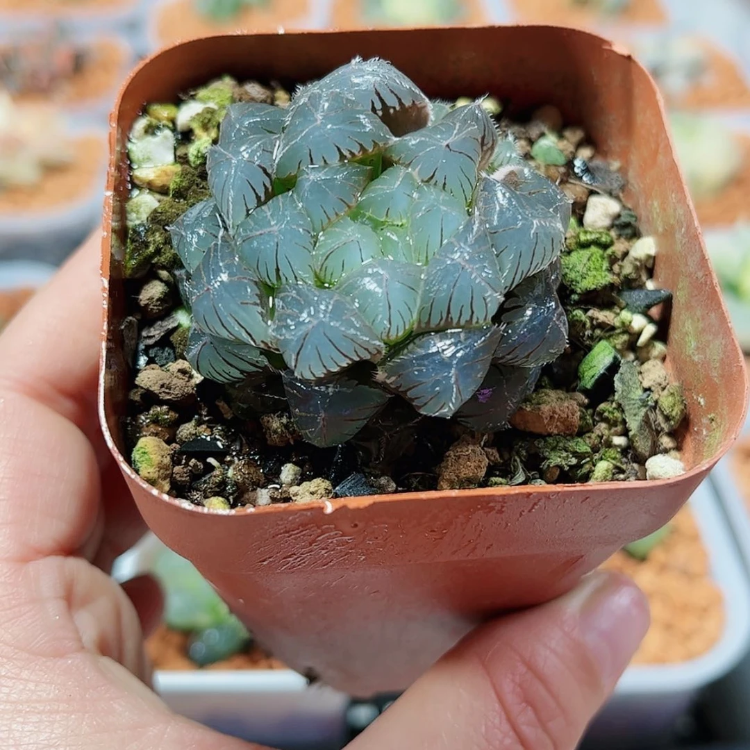 【闪购商品】蓝镜玉露