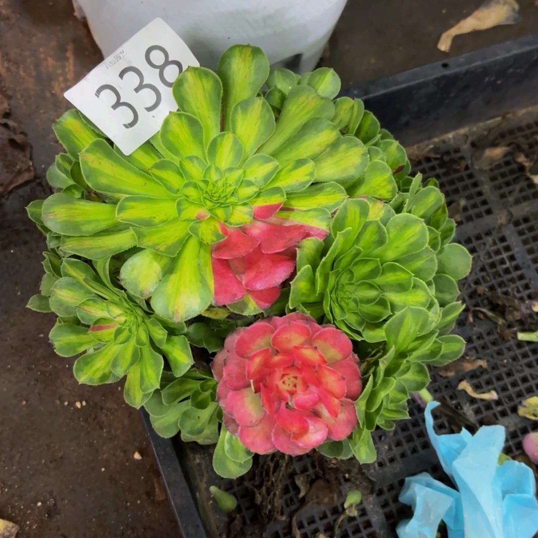 338多肉植物知否特价有点偏