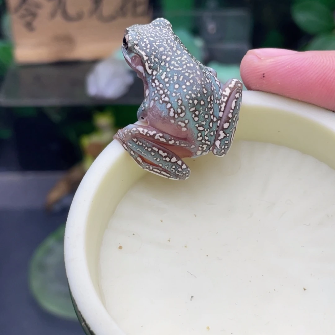 朴***1老爷树蛙8号加热包