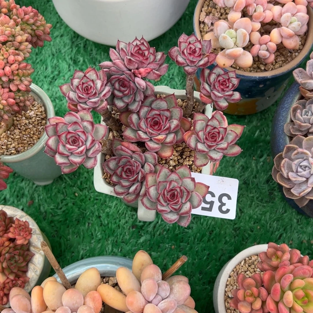 猫***一350多肉植物组合盆栽