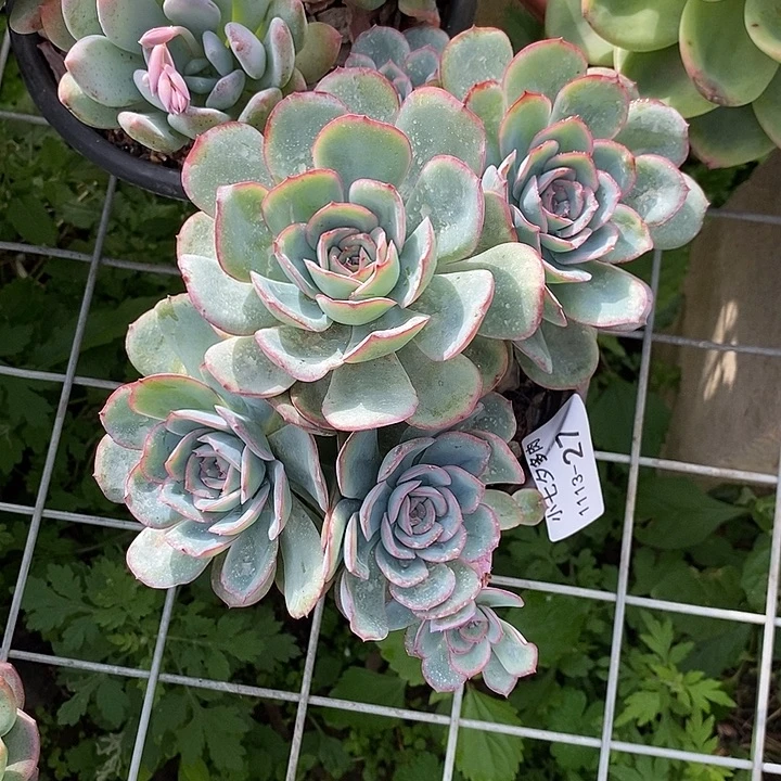 小七夕多肉晨露27