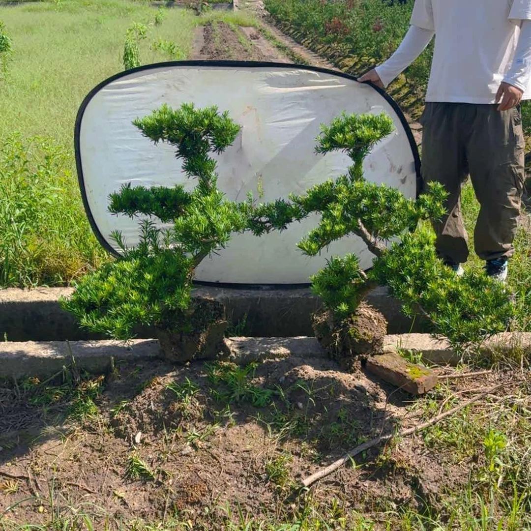 无花朵美*罗汉松一物一拍