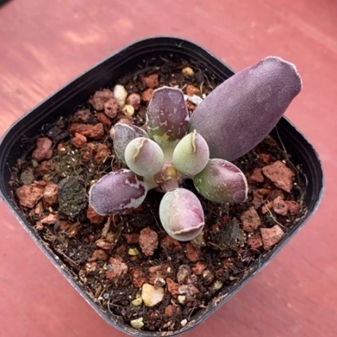 艺支海豹6仙人球