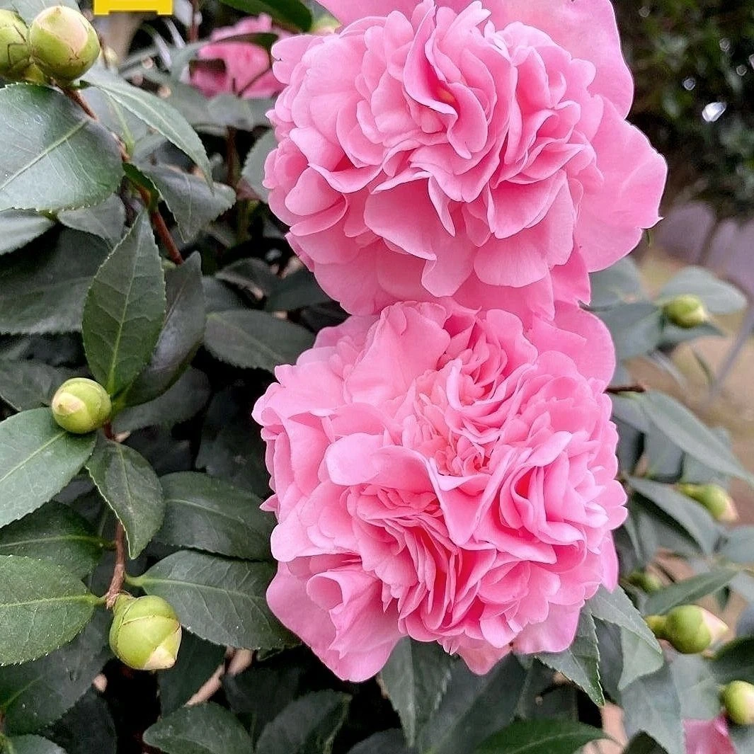 香妃茶花带花苞盆栽浓香型室内外好养活四季开花绿植