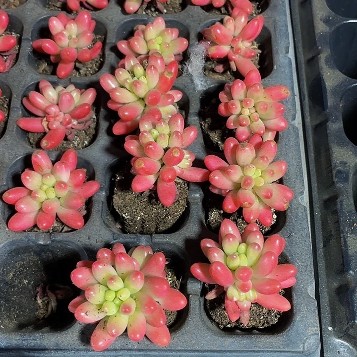 小红之玉锦1元带土