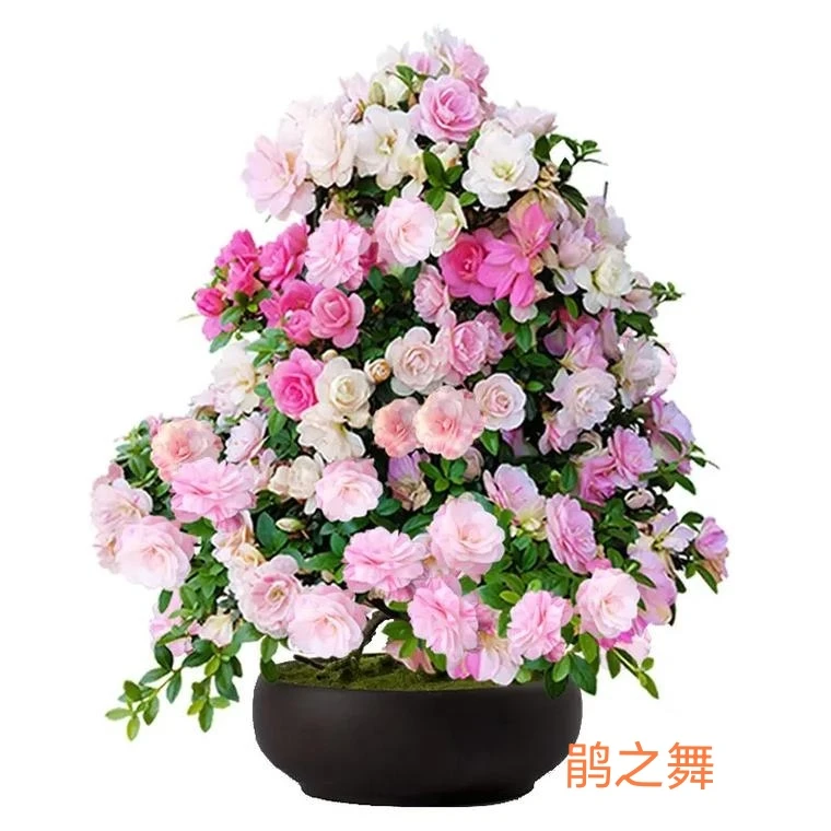 皋月杜鹃盆栽一物一拍（未拍别随意付款）