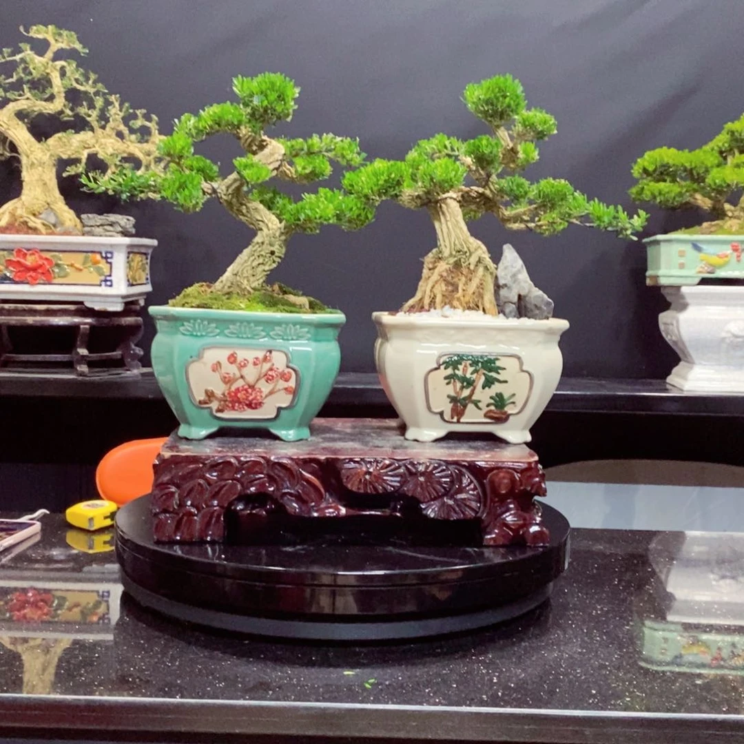 无花朵广东皱皮雀舌黄杨