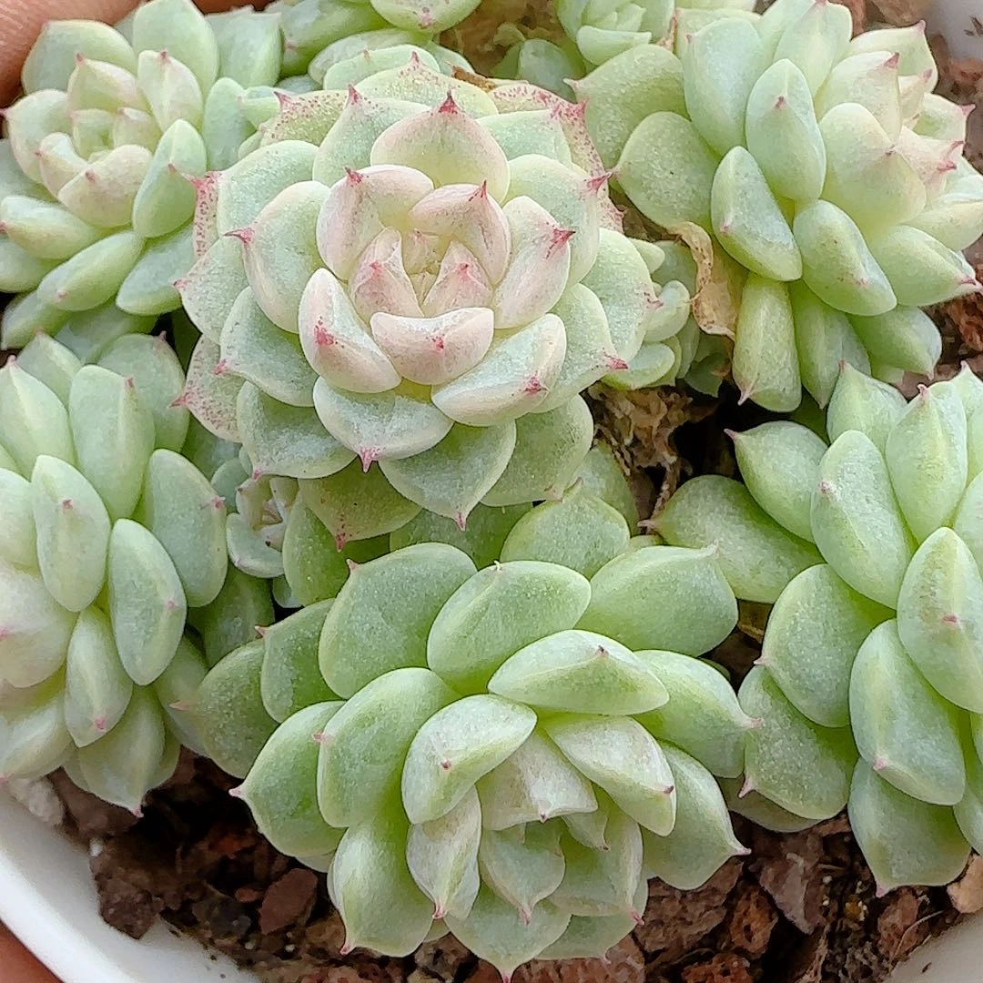 【闪购商品】1006-32优选小魔仙