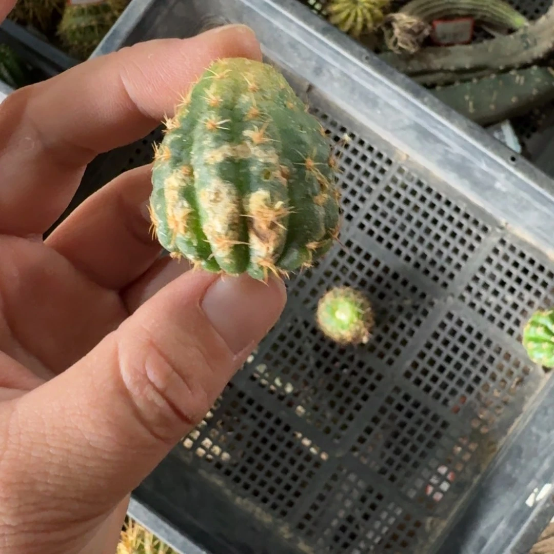 268金牡丹很小伤2公分左右歪