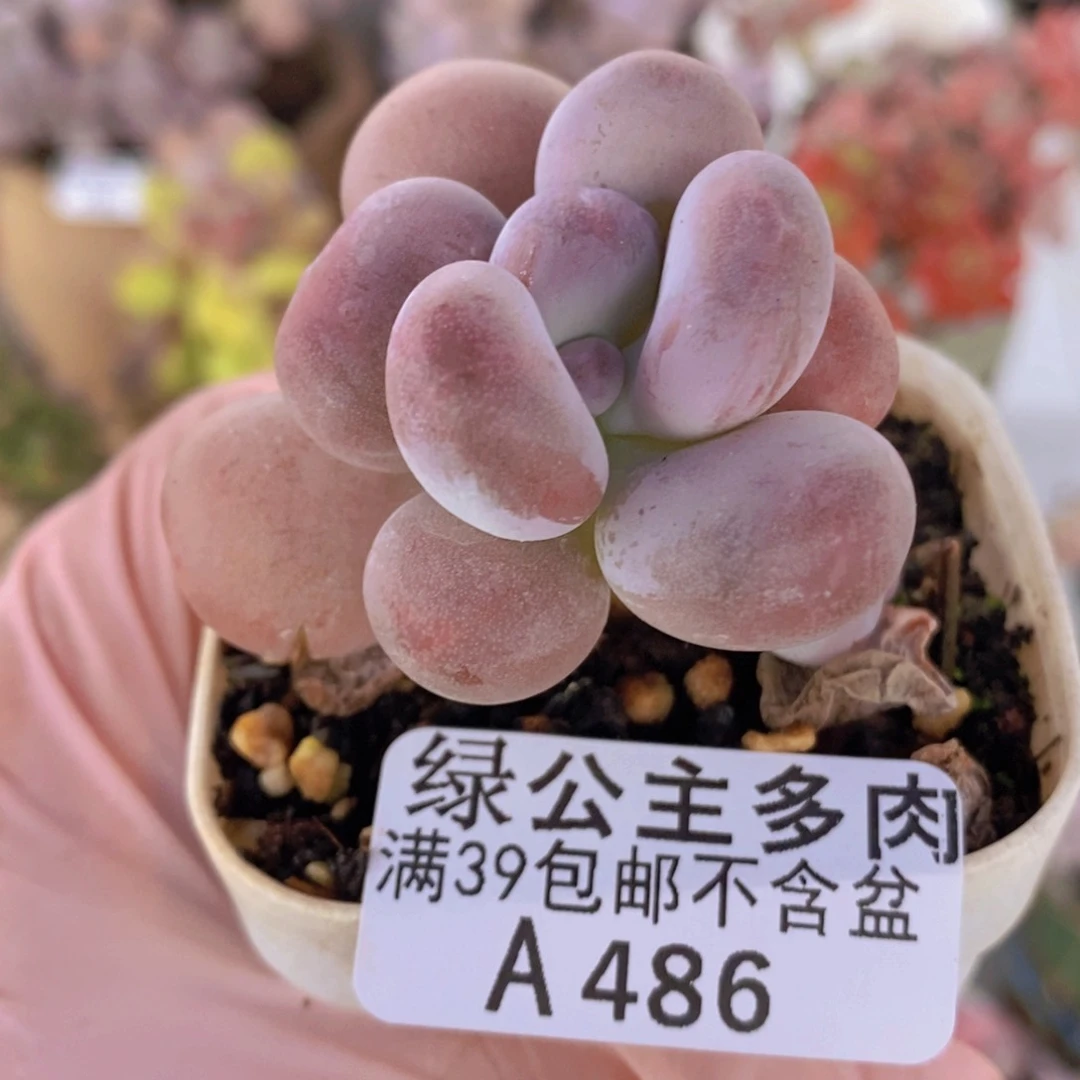 橙雪球单头486多肉植物